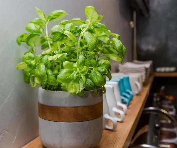 Hviezda Guest house *